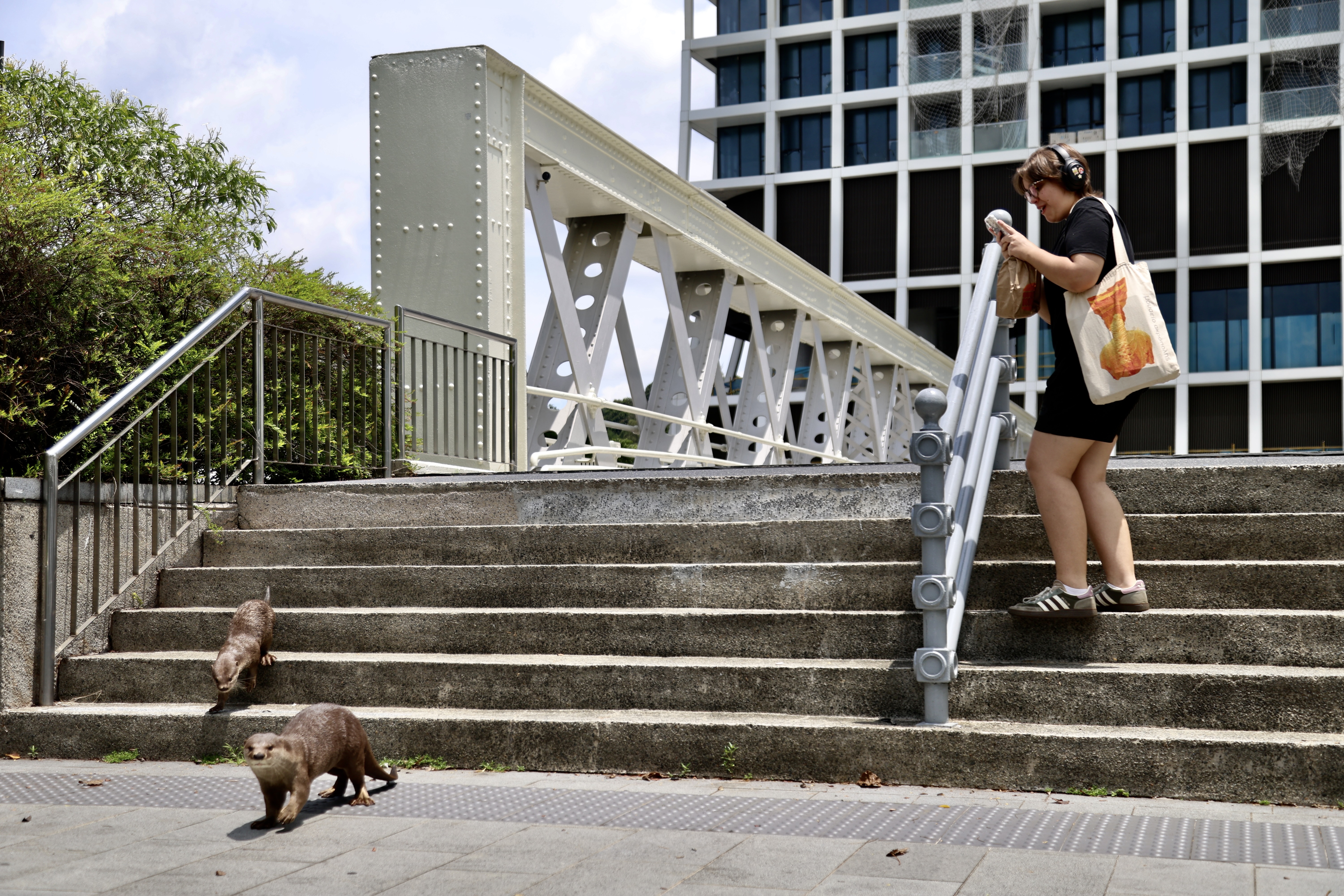 Otters run through downtown Singapore, Singapore